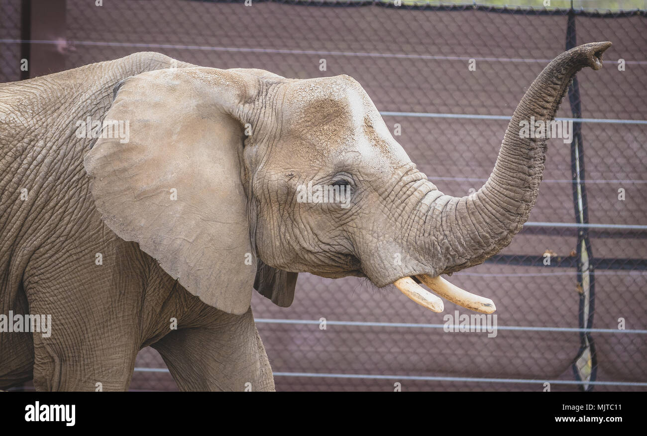 Omaha's Henry Doorly Zoo und Aquarium Stockfoto