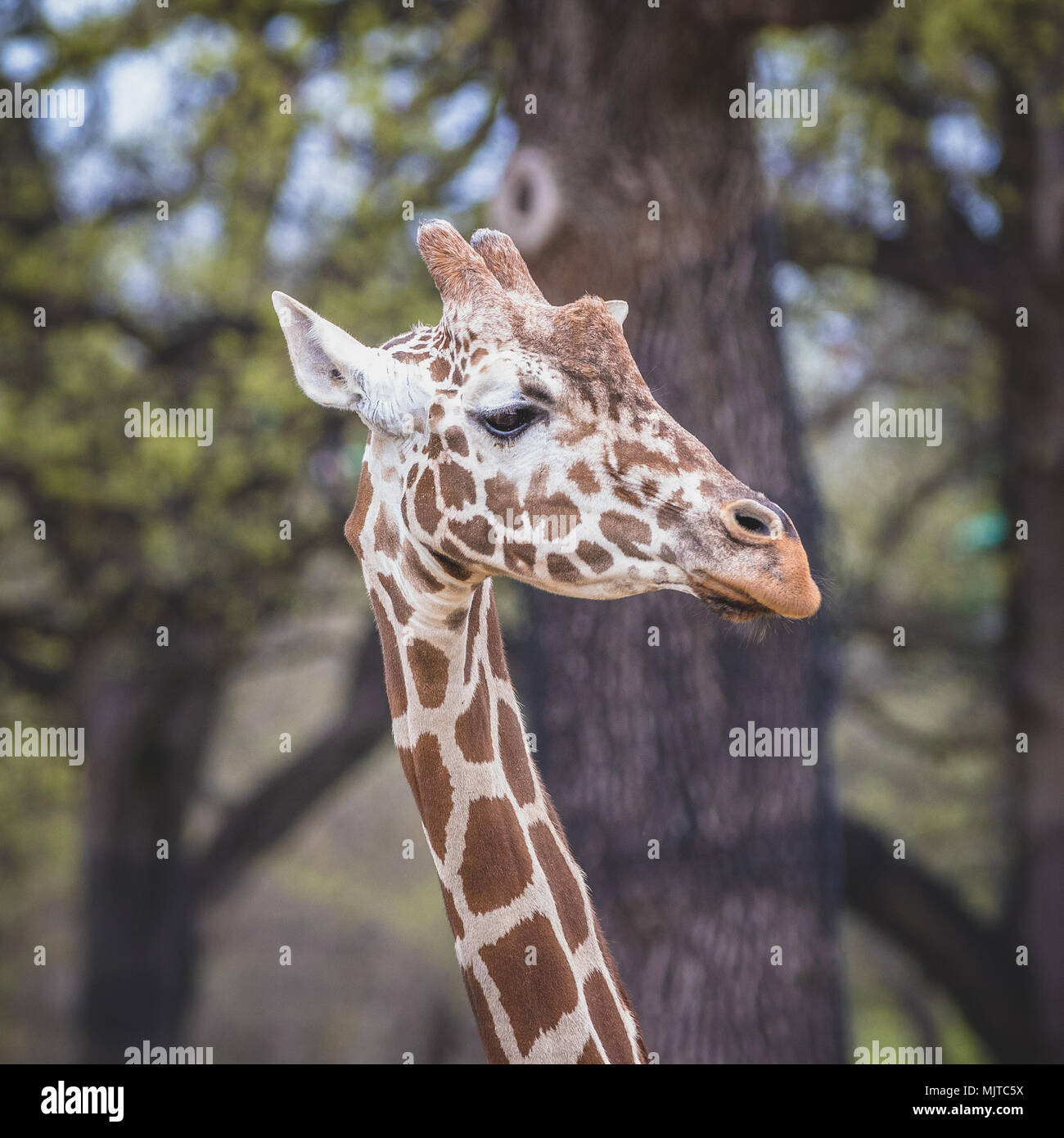 Omaha's Henry Doorly Zoo und Aquarium Stockfoto