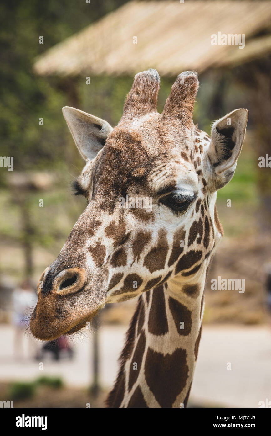 Omaha's Henry Doorly Zoo und Aquarium Stockfoto
