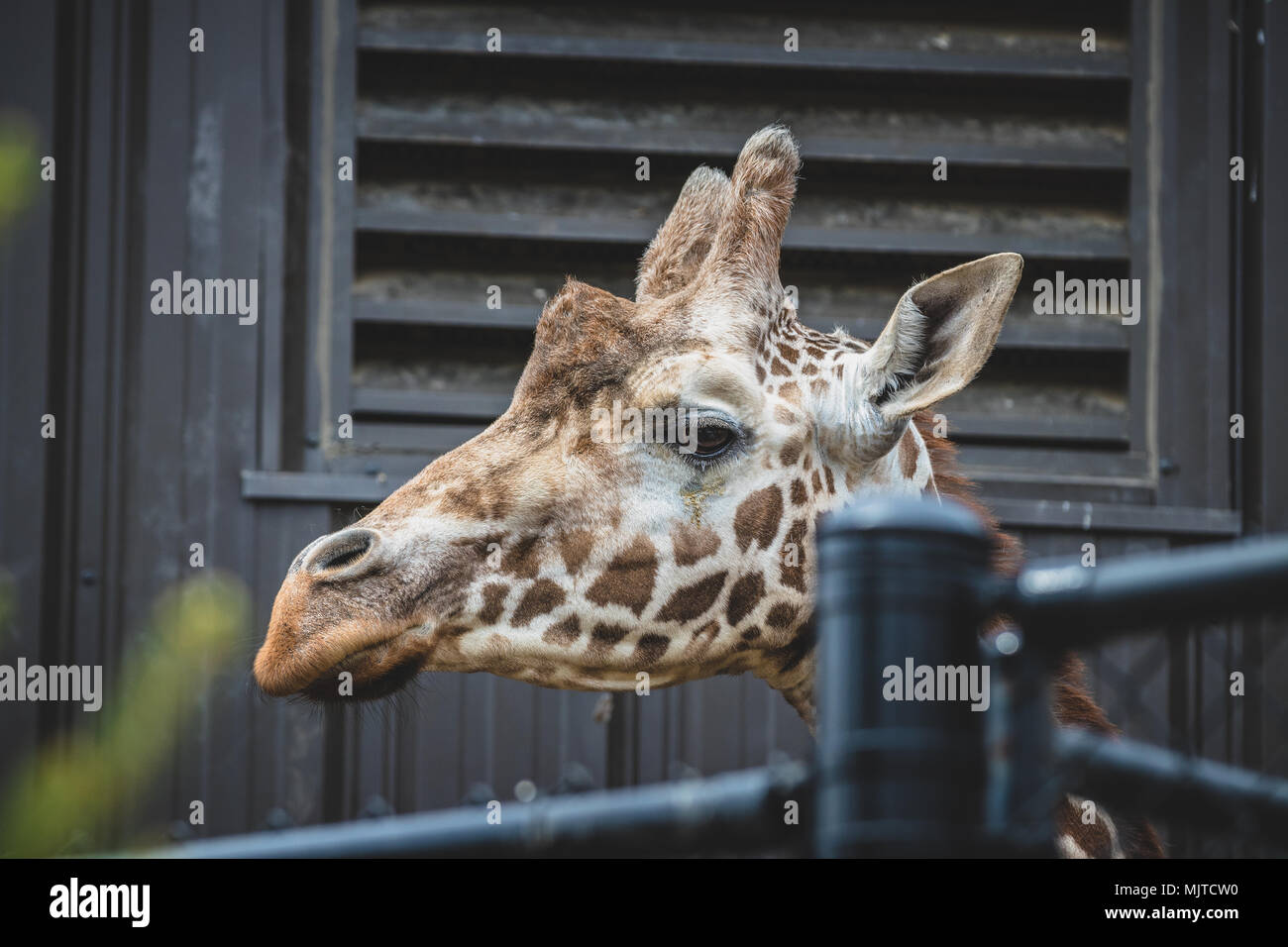 Omaha's Henry Doorly Zoo und Aquarium Stockfoto