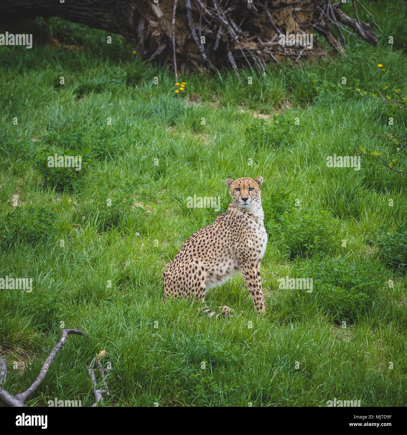 Omaha's Henry Doorly Zoo und Aquarium Stockfoto