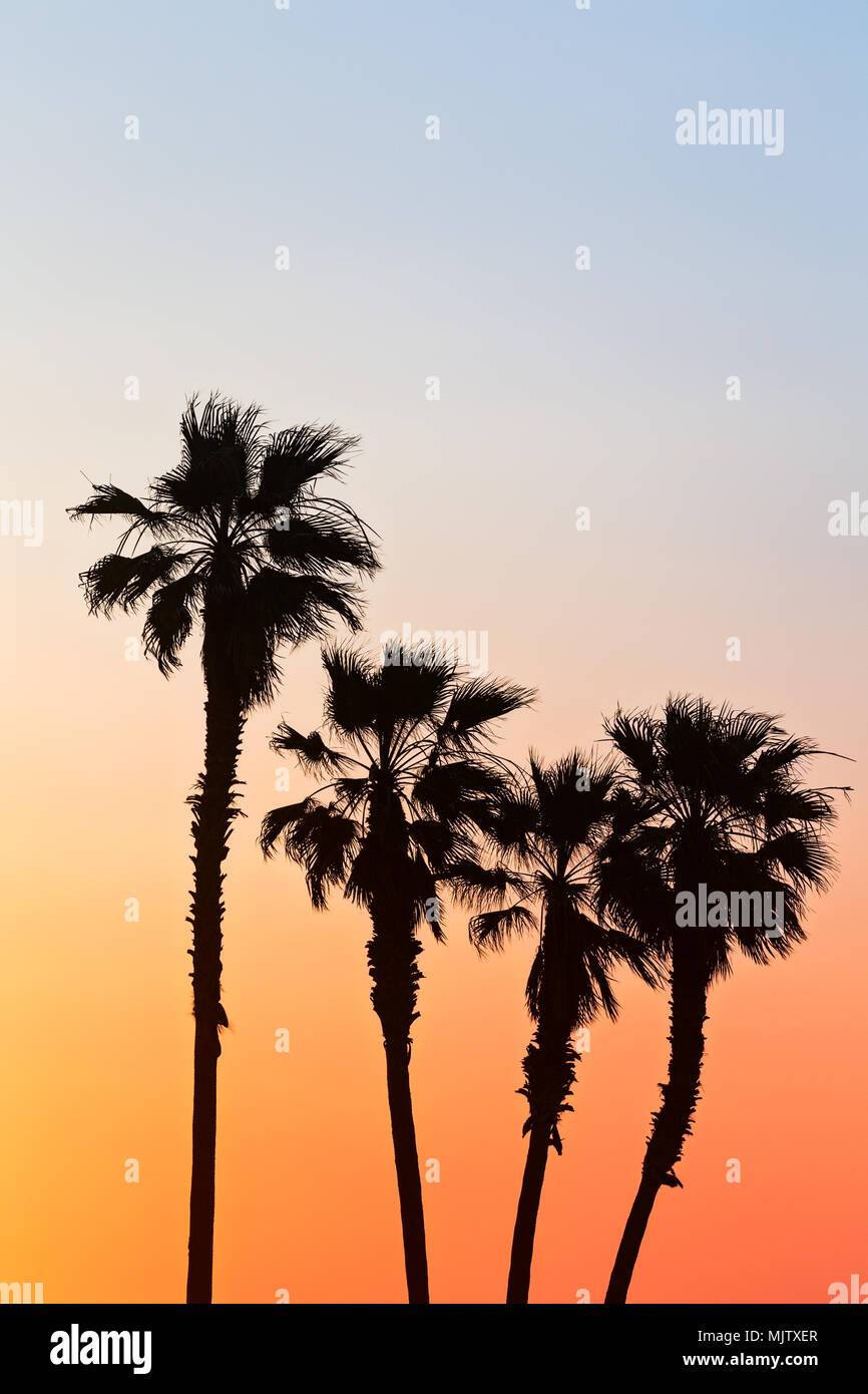 Palmenbilder bei Sonnenuntergang in Huntington Beach, Kalifornien Stockfoto
