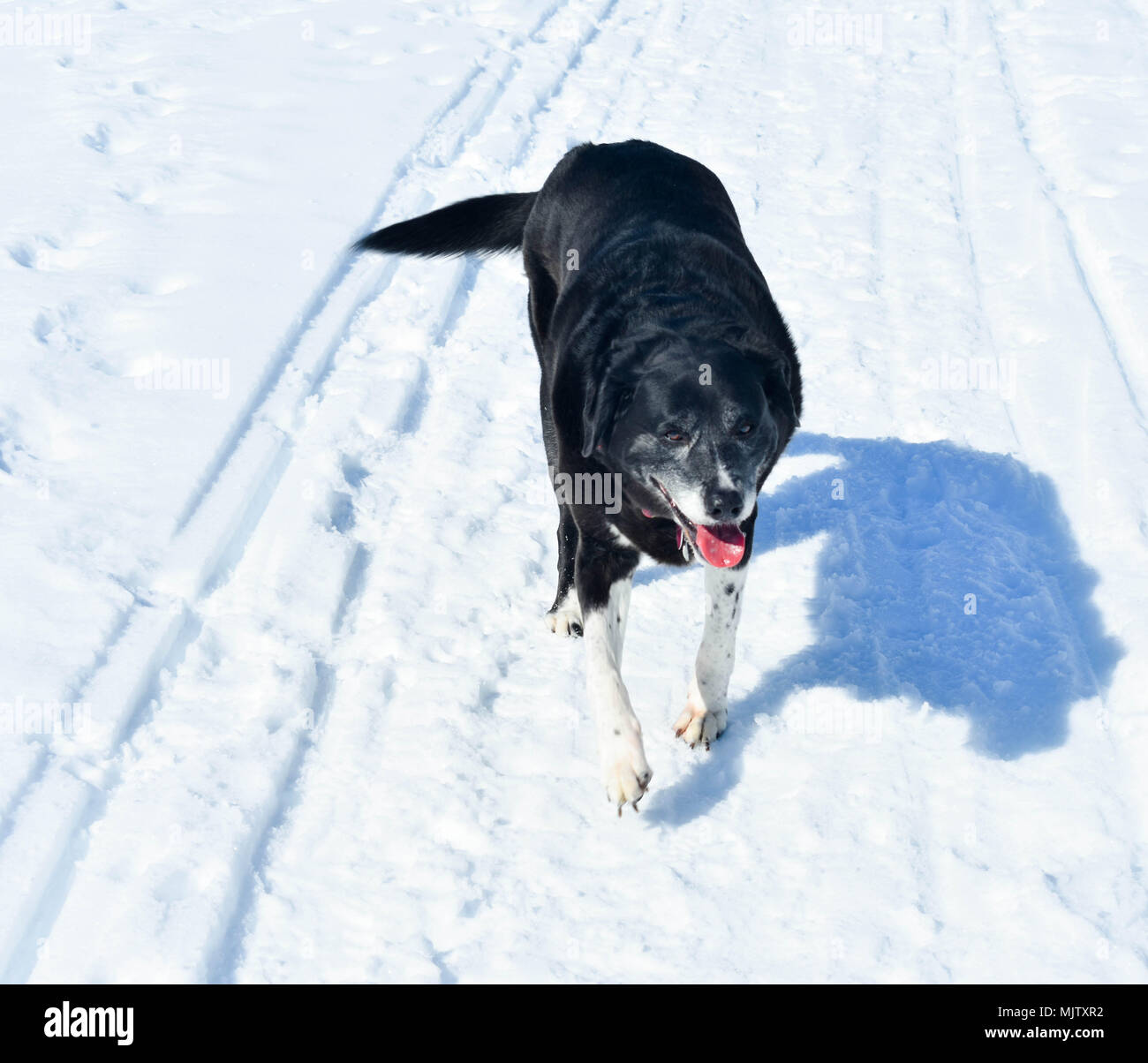 Alice, Wandern Stockfoto