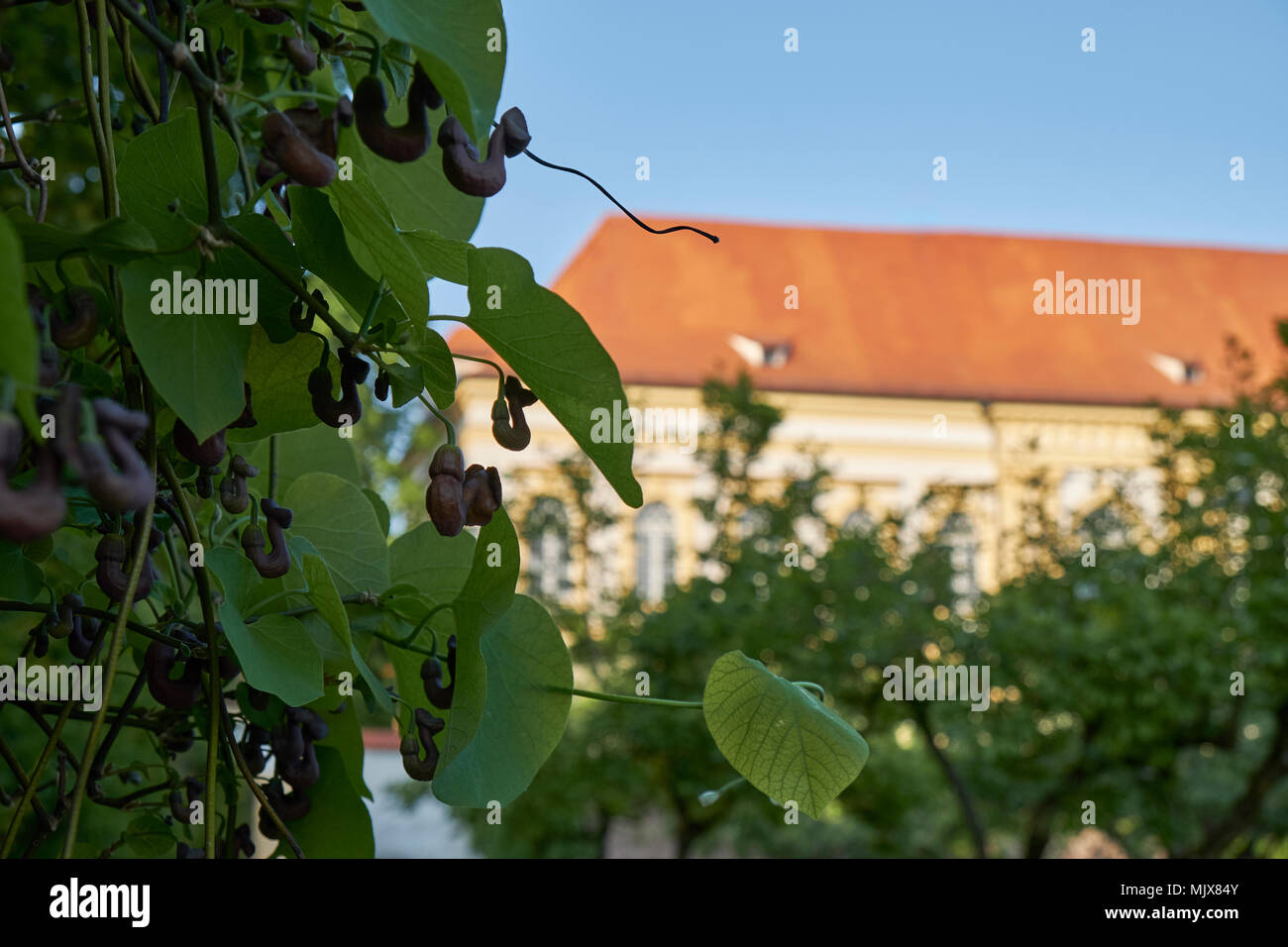 Schloss Dachau mit Pflanzen im Vordergrund. Stockfoto