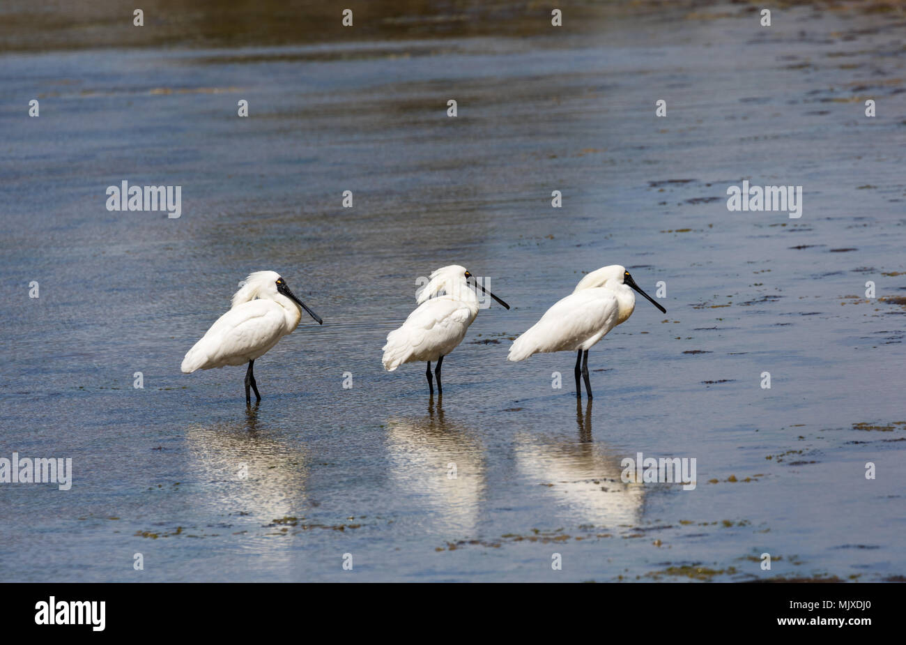 Ein Trio der Königlichen Löffler (Platalea Regia) in Zucht Gefieder in einem Feuchtgebiet auf Neuseelands Otago Peninsula wider Stockfoto