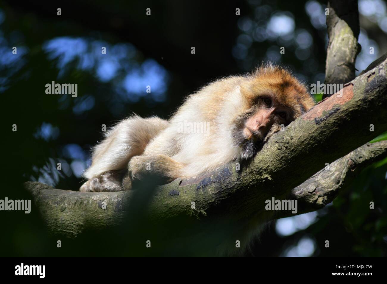 Lounging Affe Stockfoto