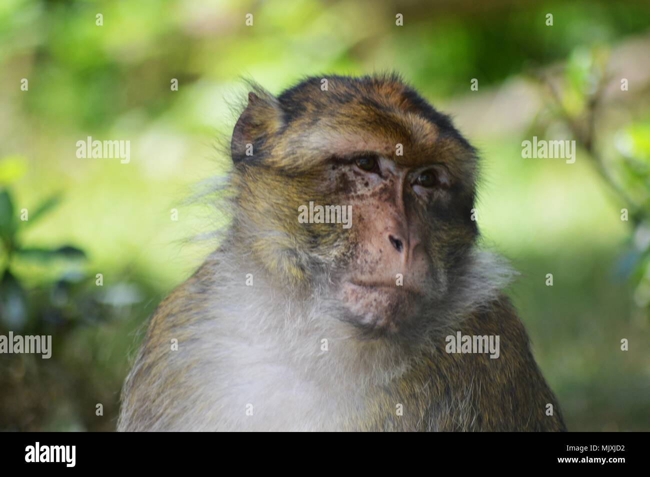 Berberaffe Stockfoto