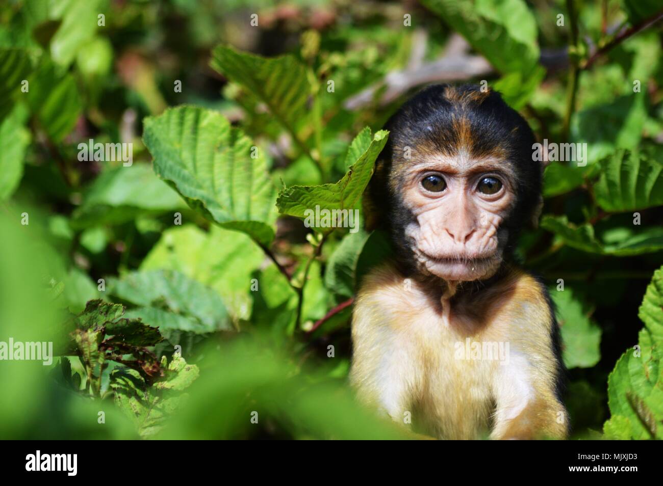 Affe in Bäumen Stockfoto