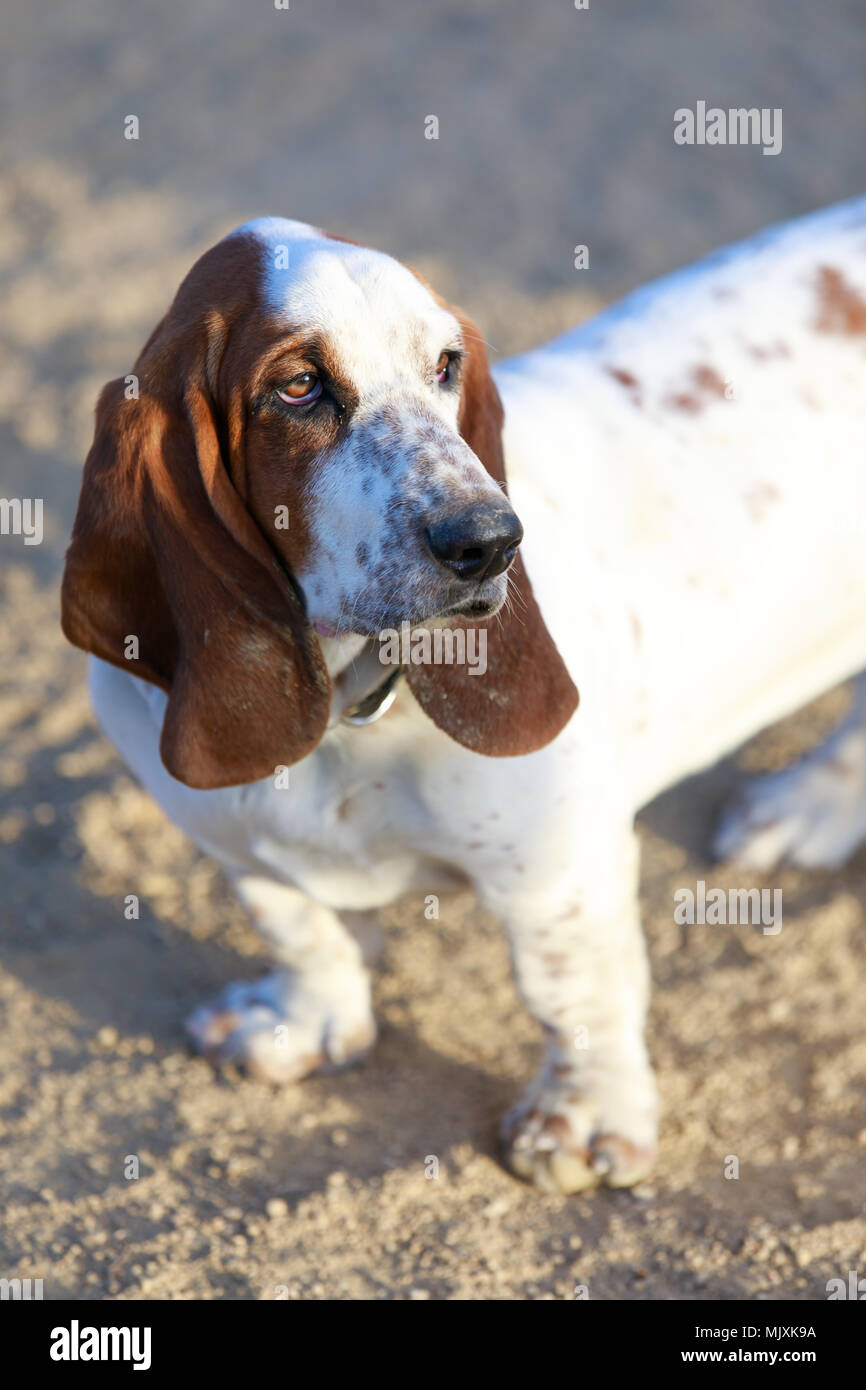 Basset Hound Welpe weiblich Close-up. Stockfoto