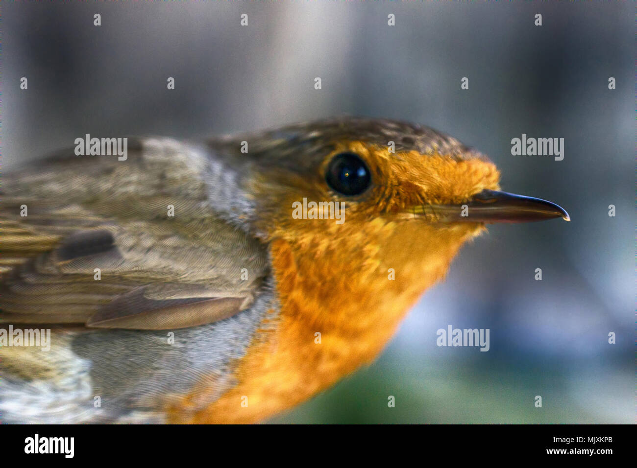 Brustbild des Eurasischen Rotkehlchen (Erithacus Rubecula), erwachsenen Vogel Stockfoto