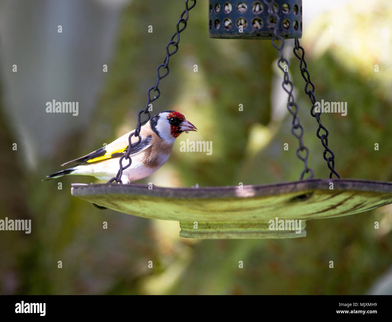 Ein Erwachsener Goldfinch Hocken auf einer Sonnenblume Herz Bird Feeder in einem Garten in Alsager Cheshire England Vereinigtes Königreich Großbritannien Stockfoto