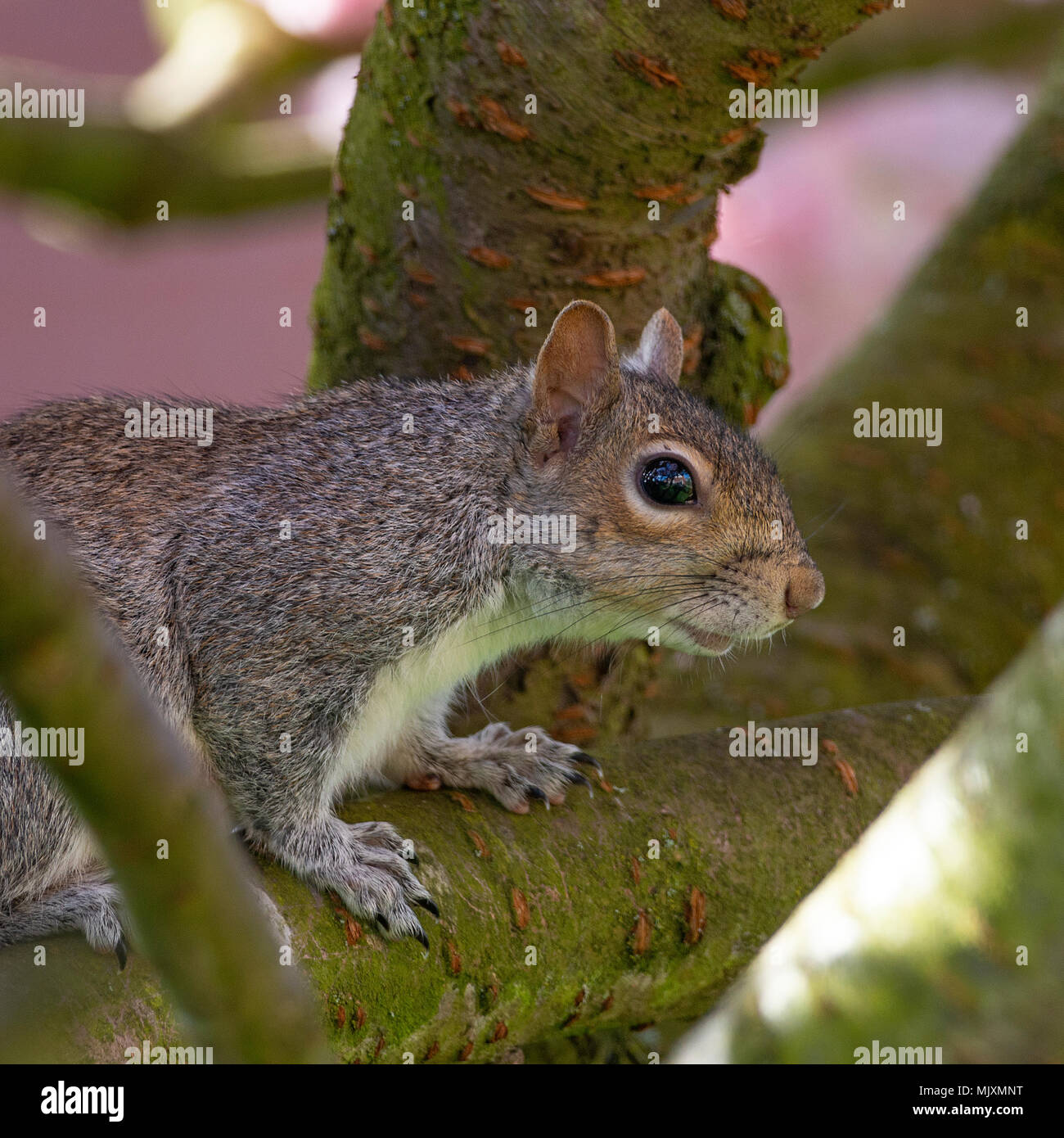 Eine Europäische graue Eichhörnchen in einem blühenden Kirschbaum Pink Perfektion in einem Garten in Alsager Cheshire England Vereinigtes Königreich Großbritannien Stockfoto