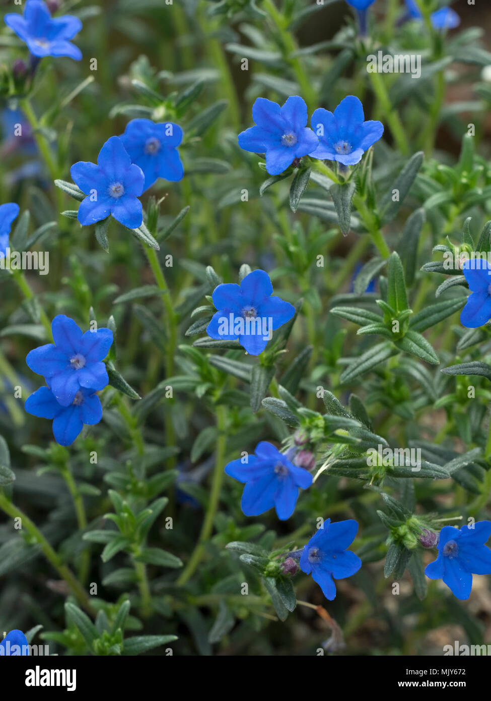 Lithodora diffusa Lila gromwell Stockfoto