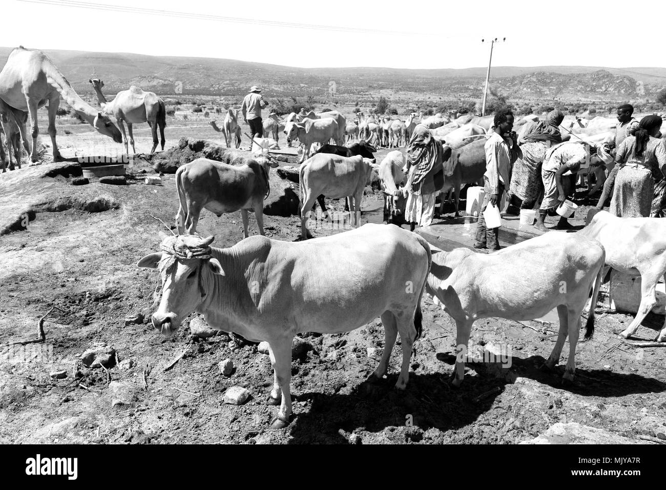 Äthiopien, BABLILE - ca. Januar 2018 - - unbekannter Menschen im Tiermarkt und viel Kuh Stockfoto