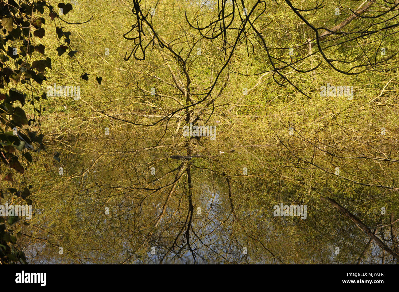 Clare Castle Country Park, Clare, Suffolk Stockfoto