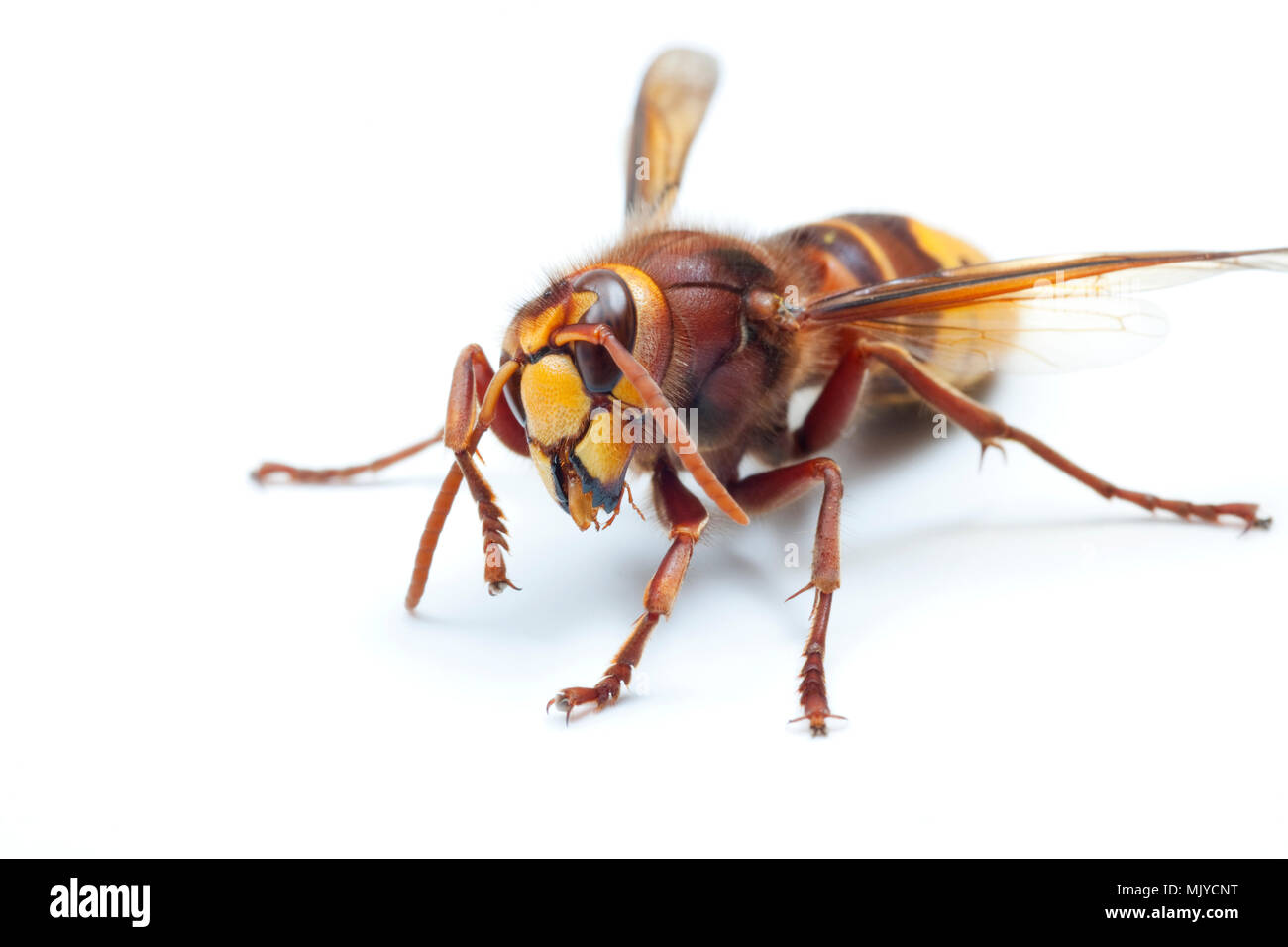 Eine europäische Hornisse Vespa crabro auf weißem Hintergrund putzt seine Antenne. Sie sind große Insekten und oft gesehen in den Frühling. Dorset Englan Stockfoto