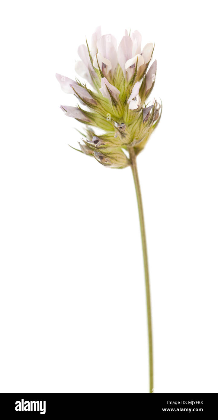 Flora von Gran Canaria - Bituminaria bituminosa oder arabische Erbse Stockfoto