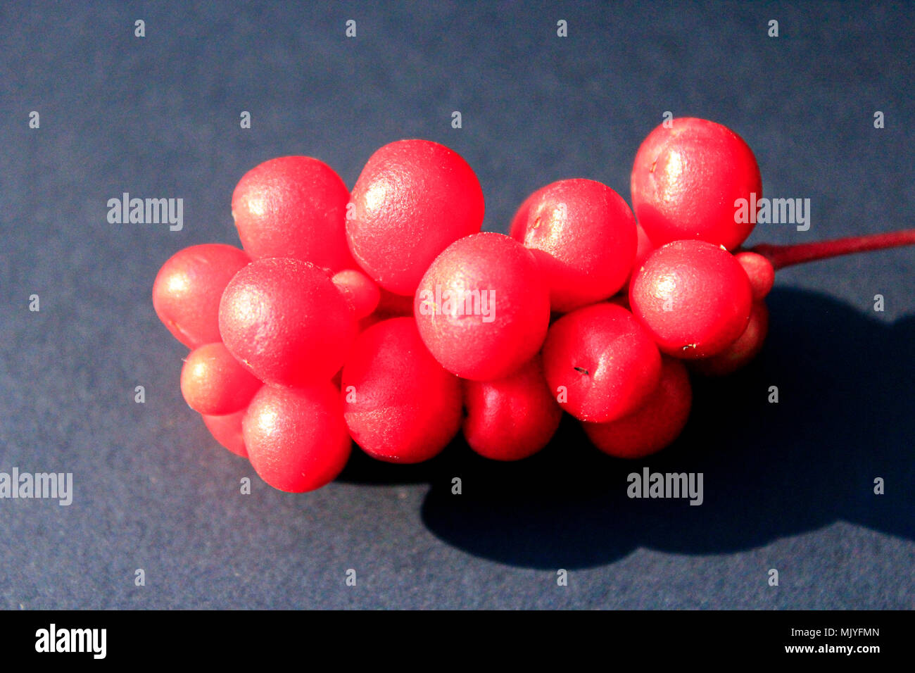 Beeren der schizandra auf schwarzem Hintergrund. Schizandra reif und Rot. Obst Vitamine. Die Ernte der Früchte Stockfoto