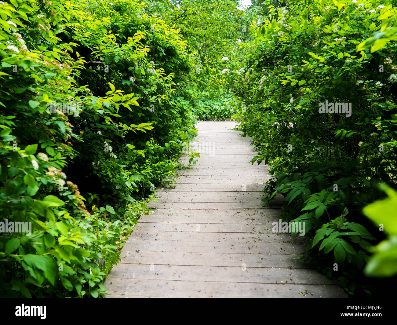 Holzbrücke auf dem Weg ist mit grünem Gras gefüllt. Schöne Natur. Stockfoto