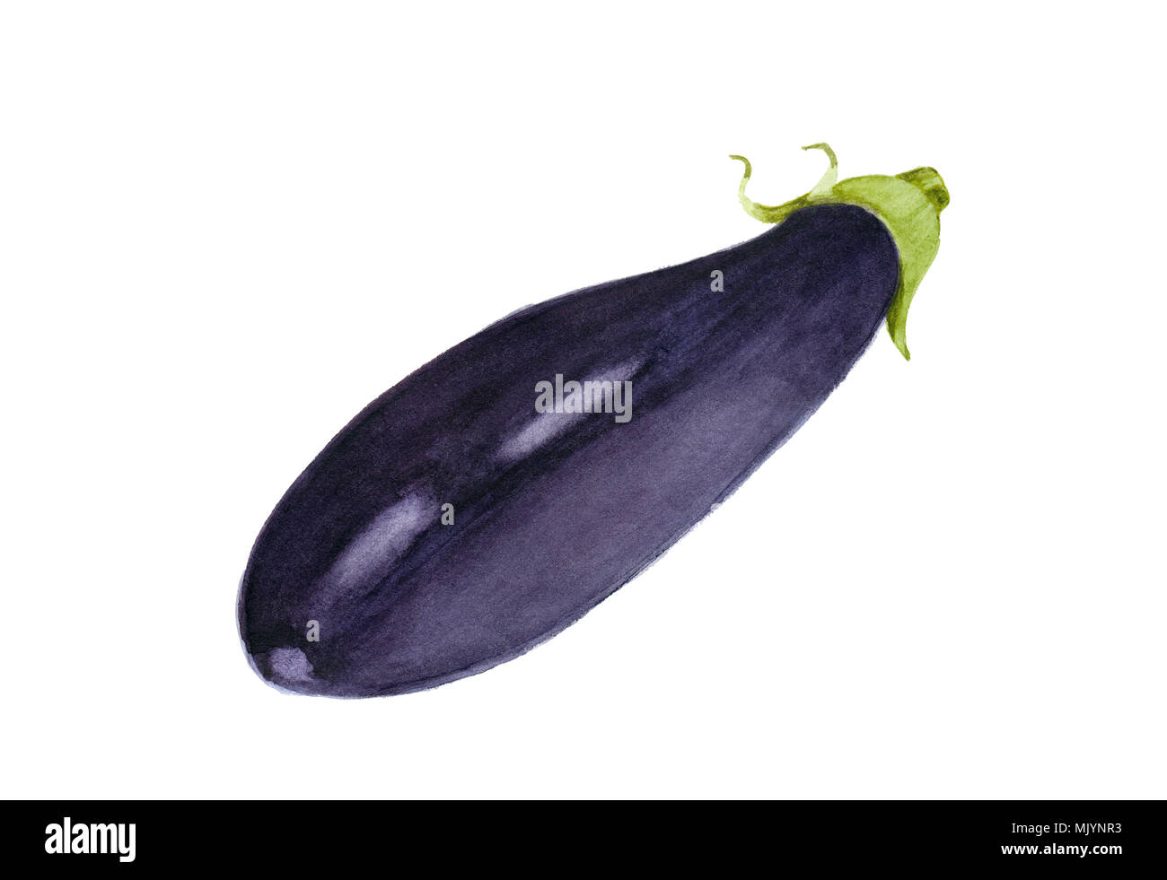 Hand frische Auberginen gezeichnet, Aquarell. Illustration für Food Design. Stockfoto