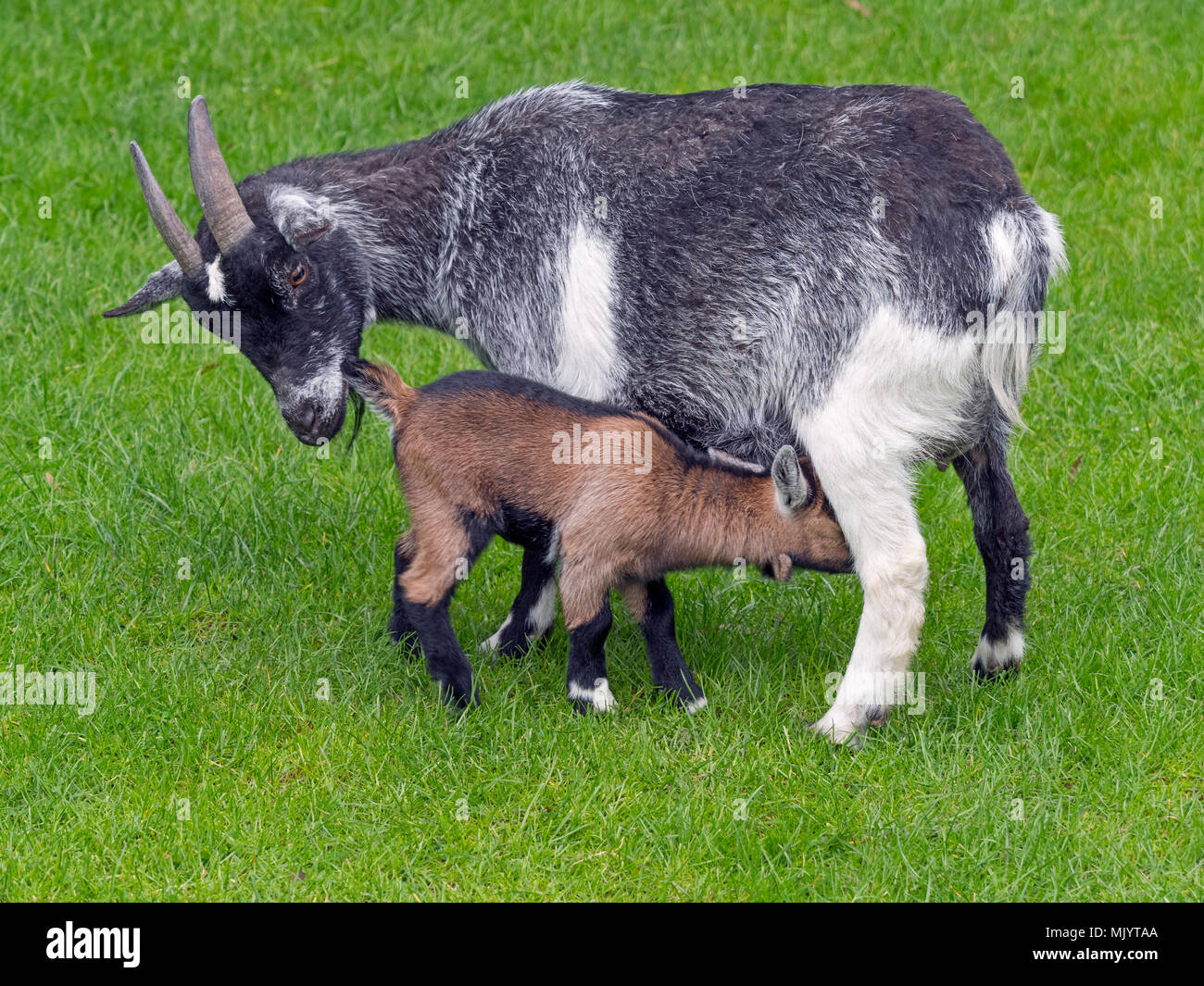 Pygmy goat und Saugen kid Stockfoto