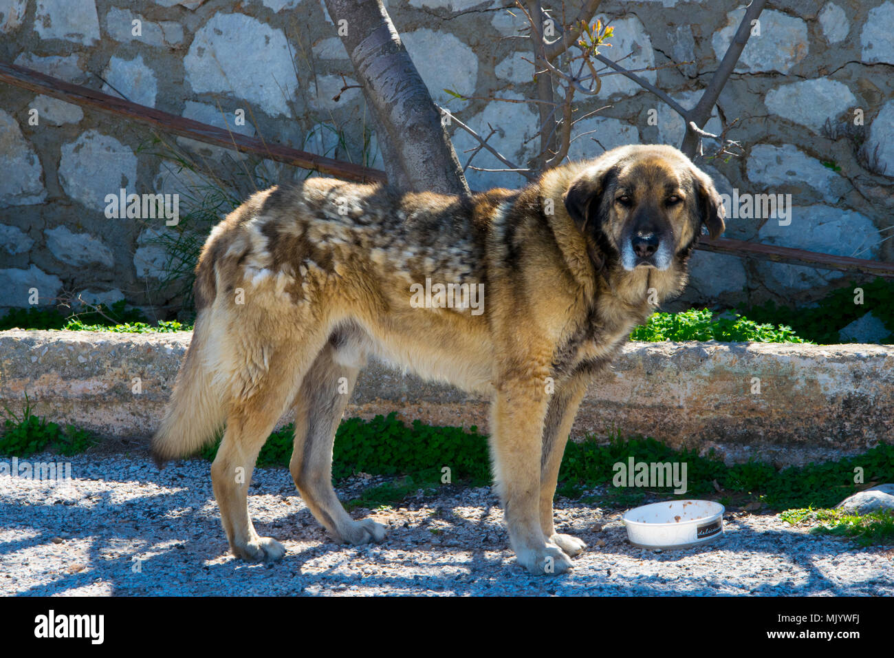 Griechischer Schaferhund Stockfotos Und Bilder Kaufen Alamy