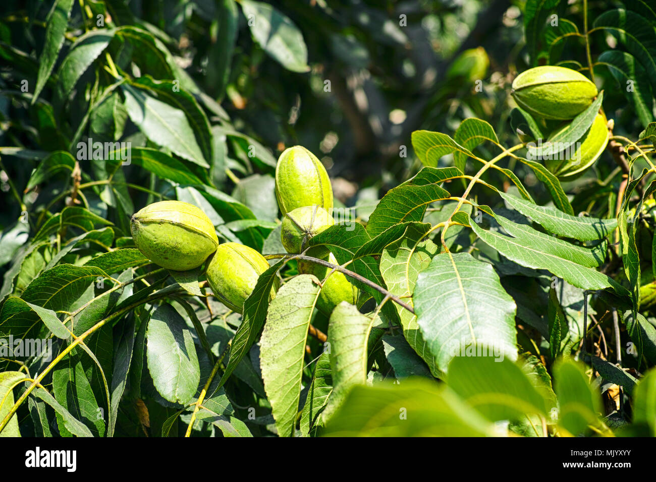 Junge Pekannuss wachsen auf dem Baum. Close-up. Stockfoto