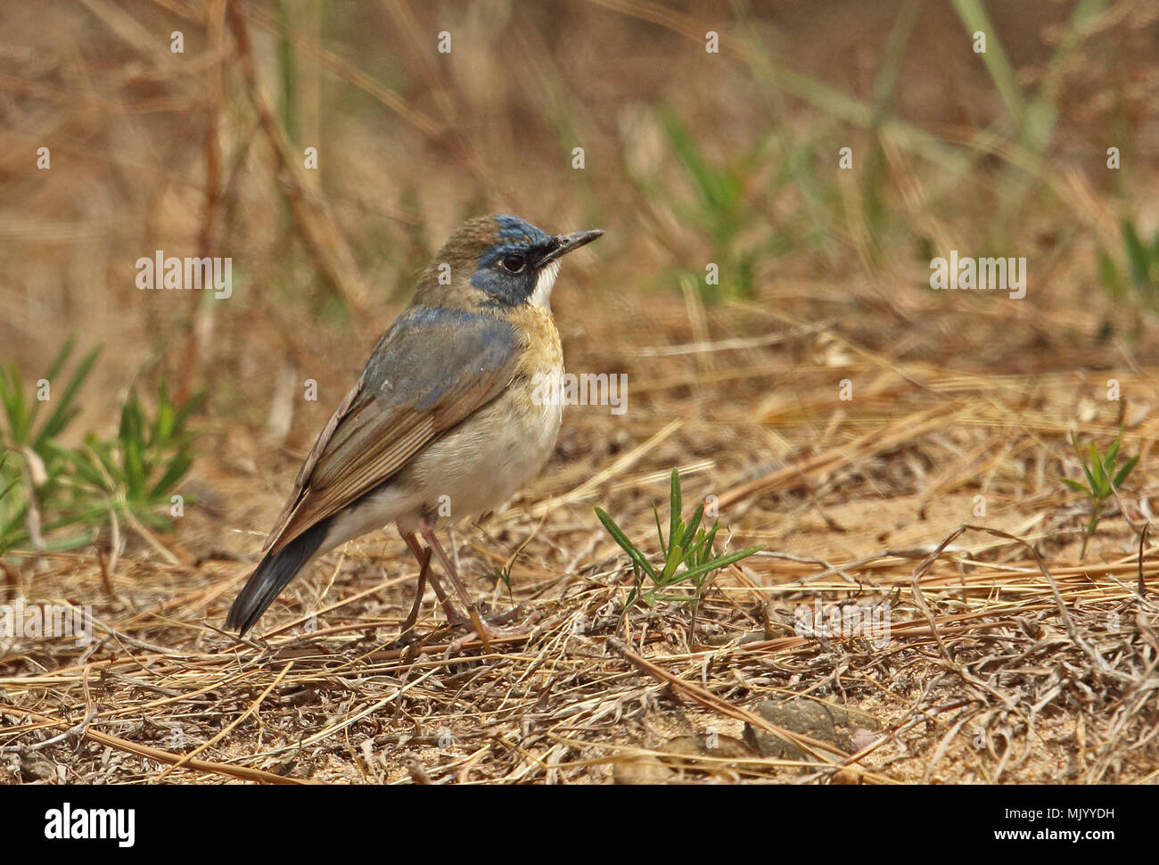 Sibirische Blau Robin (Luscinia cayane) Unreife männliche Mauser in erwachsene Gefieder am Boden steht Beidaihe, Hebei, China kann Stockfoto