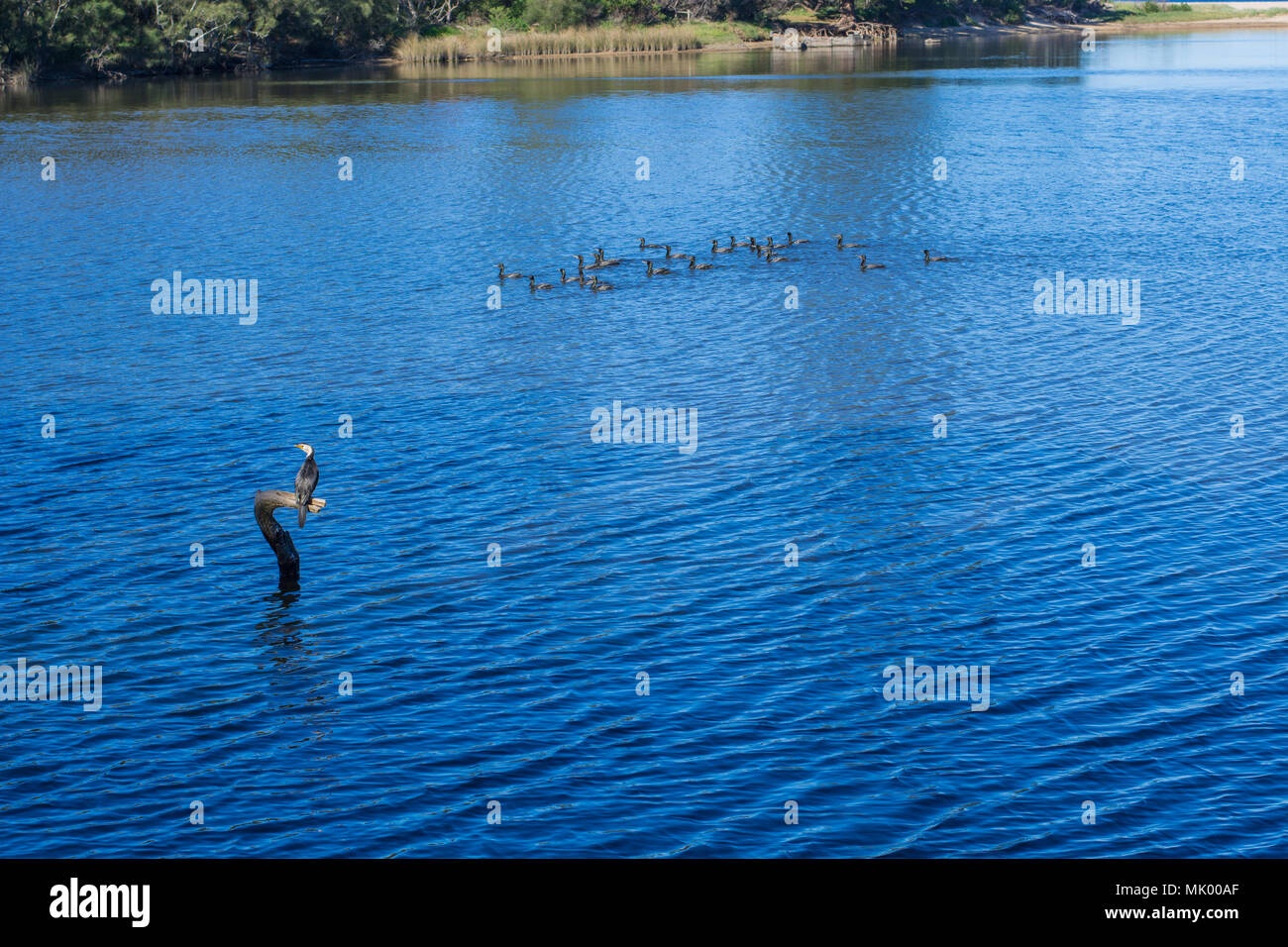 Vögel auf eine Lagune Stockfoto