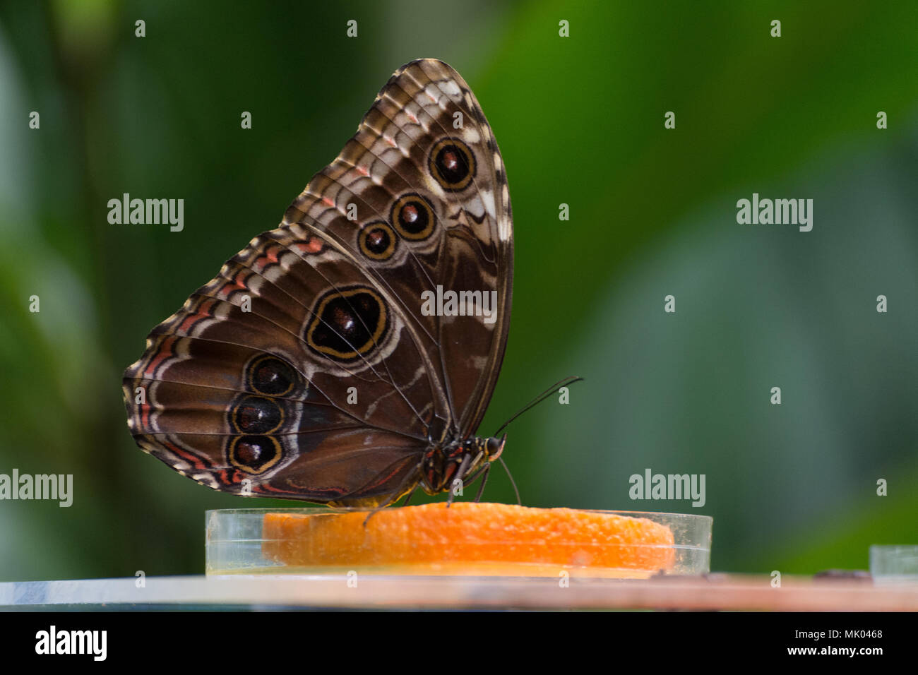 Braun morpho peleides exotischen Schmetterlings sitzen und essen eine orange Stockfoto