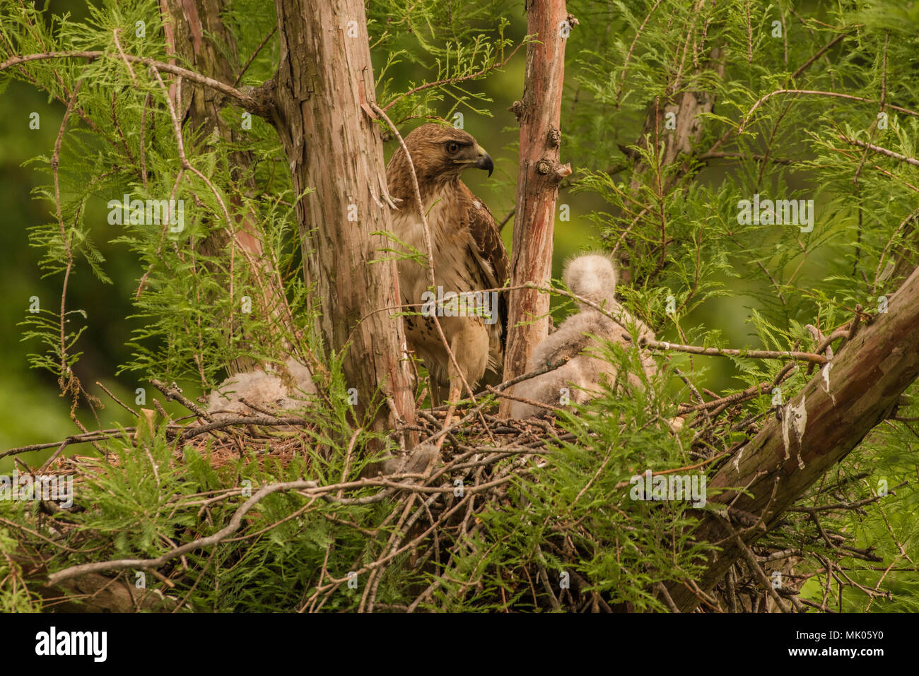 Ein roter Schwanz Hawk (Buteo Jamaicensis) Familie, wie die Küken reifer und älter werden, die Eltern sind in der Lage, für längere Zeit zu verlassen. Stockfoto