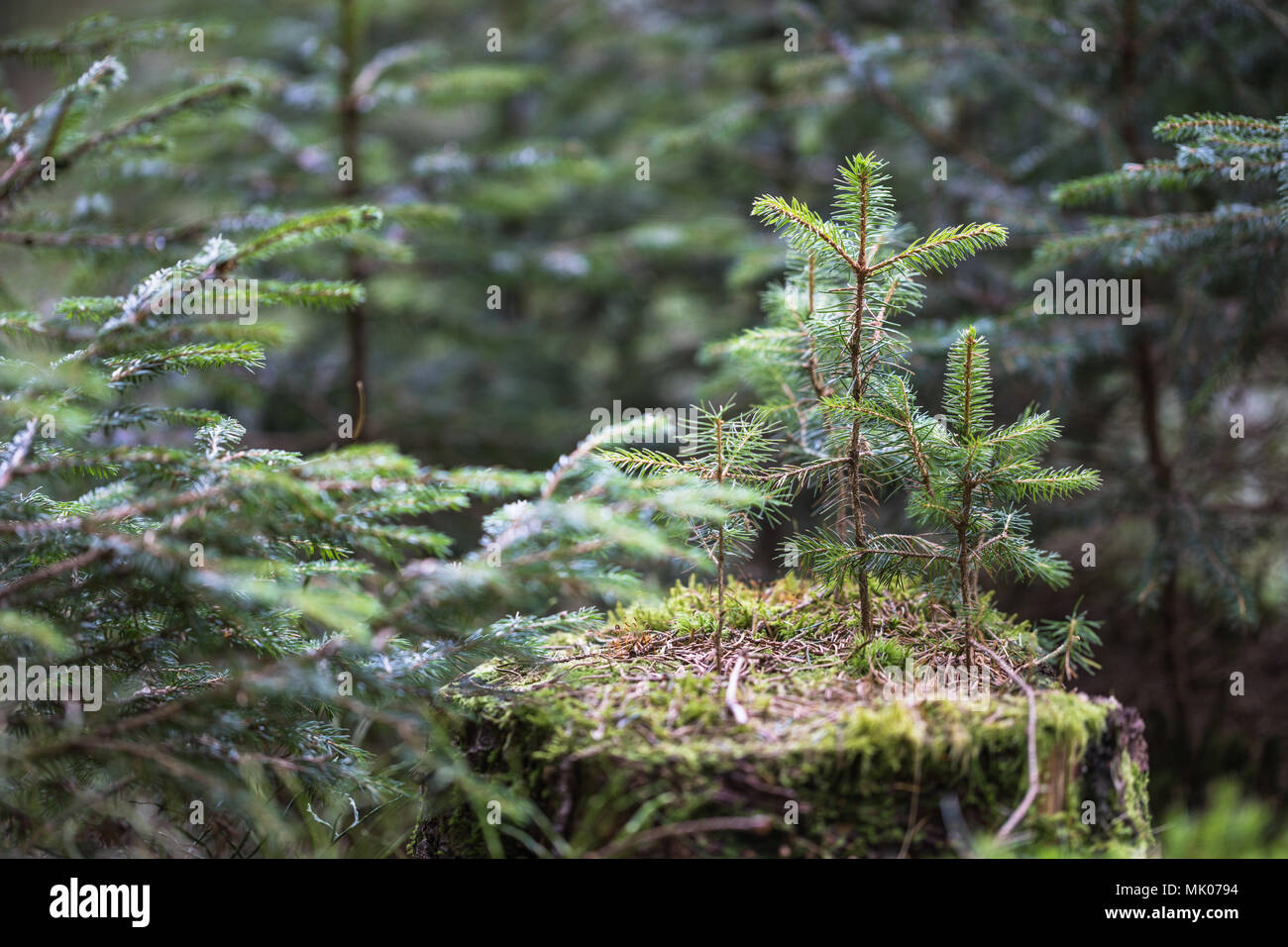 Drei kleine Fichten wachsen aus ein alter Baumstumpf in einem Nadelwald, Schuß auf eine Canon 5D IV Stockfoto