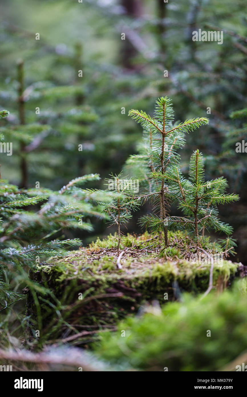 Drei kleine Fichten wachsen aus ein alter Baumstumpf in einem Nadelwald, Schuß auf eine Canon 5D IV Stockfoto