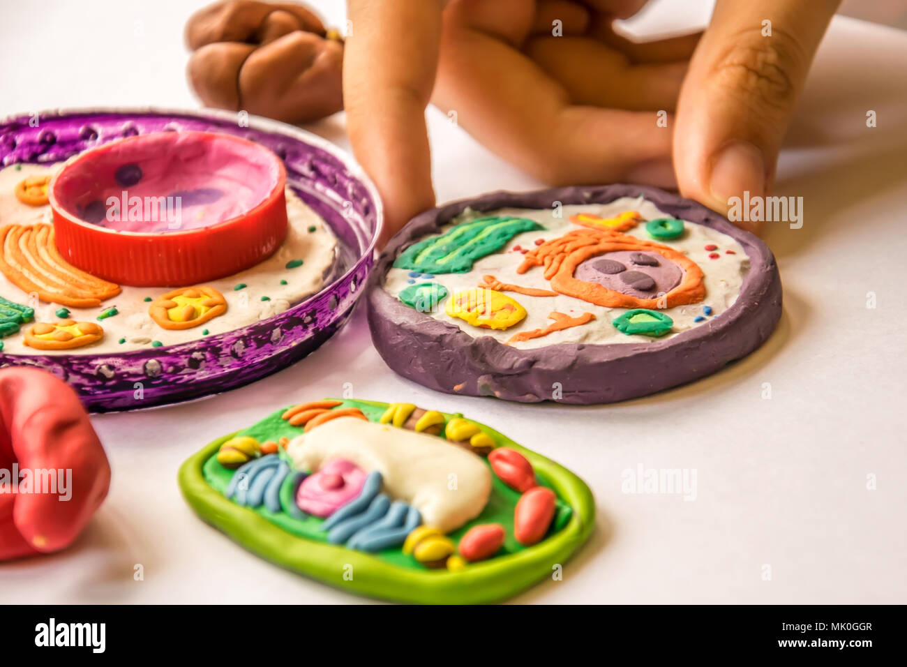 Pflanzliche und tierische Zellen aus Knetmasse und Kunststoff. Kind Modellierung Plastilin und Kunststoff für Schule Biologie Klasse. Studium der Zellstruktur. Stockfoto