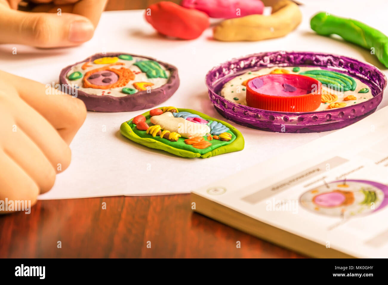 Pflanzliche und tierische Zellen aus Knetmasse und Kunststoff. Kind Modellierung Plastilin und Kunststoff für Schule Biologie Klasse. Studium der Zellstruktur. Stockfoto