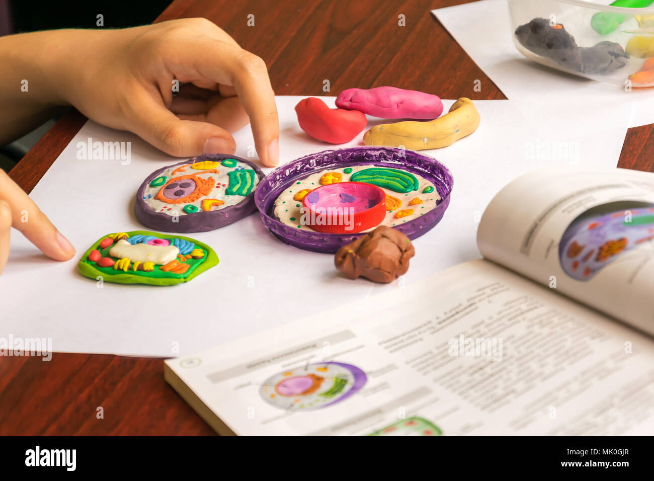 Pflanzliche und tierische Zellen aus Knetmasse und Kunststoff. Kind Modellierung Plastilin und Kunststoff für Schule Biologie Klasse. Studium der Zellstruktur. Stockfoto