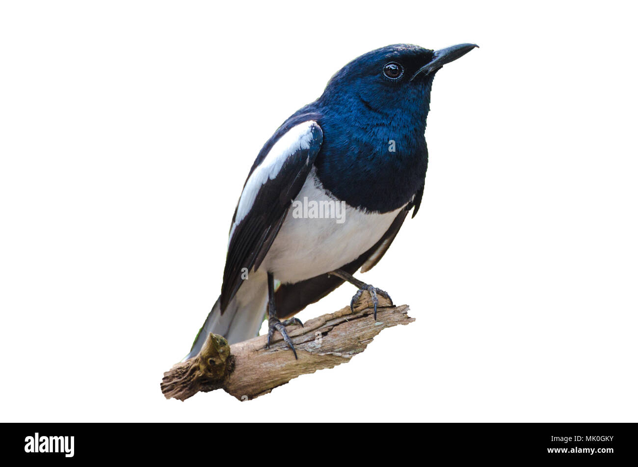 Vogel isolieren Schwarz und Weiß Orientalische magpie Robin Vögel fliegen verschwommen Stockfoto