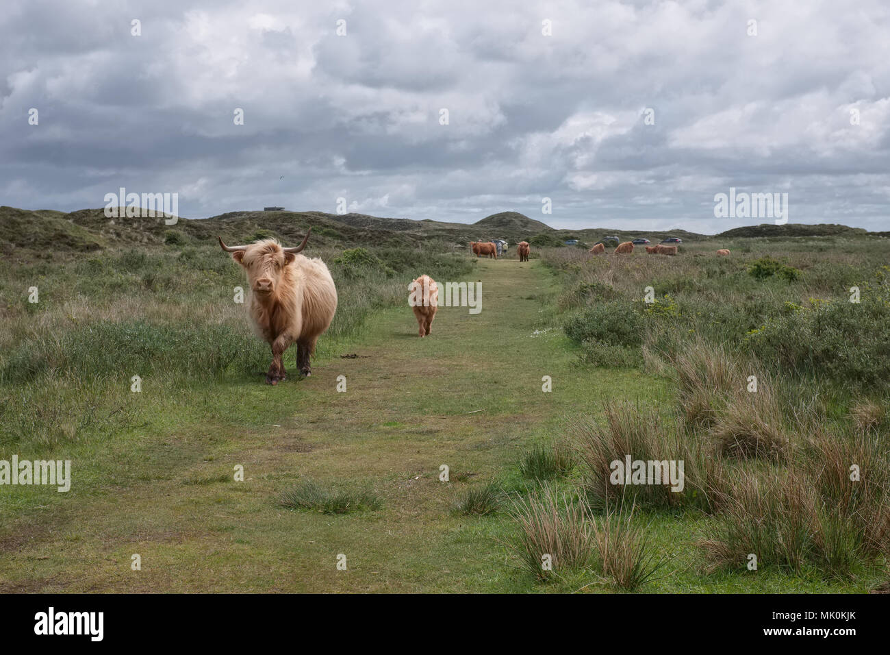 Abbildung zeigt Schottisches Hochlandrind Kuh und Kalb in den Dünen von Texel, Montag, den 16. Mai 2016, Texel, Niederlande. Stockfoto