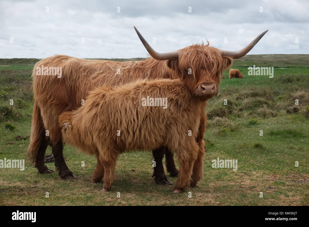 Abbildung zeigt Schottisches Hochlandrind Kuh und Kalb in den Dünen von Texel, Niederlande. Stockfoto