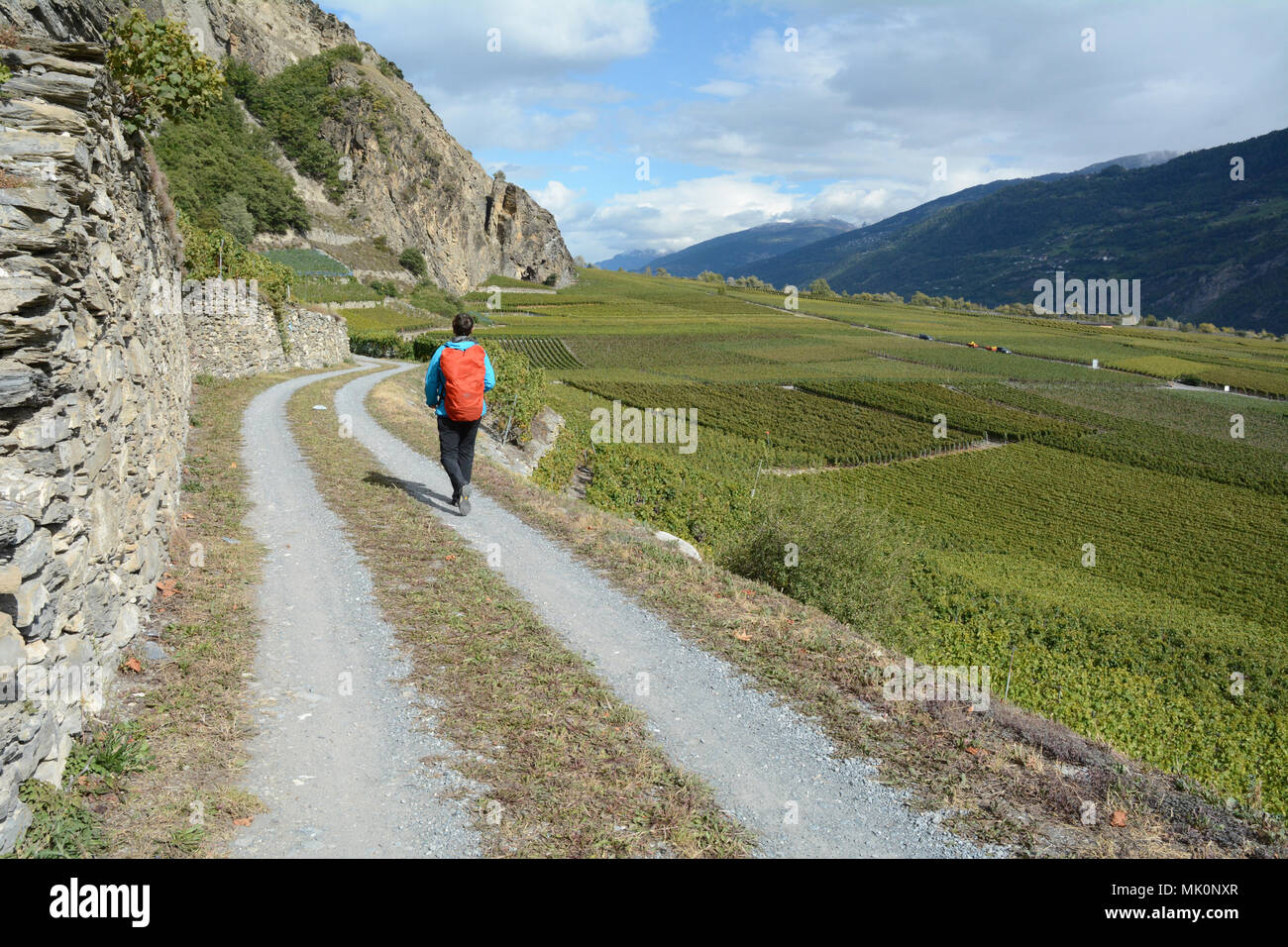 Eine Frau wandern entlang der Weinberge auf der Swiss Wine Trail im Rhône-Tal, in der Nähe der Stadt Leytron, im Kanton Wallis, Schweiz. Stockfoto