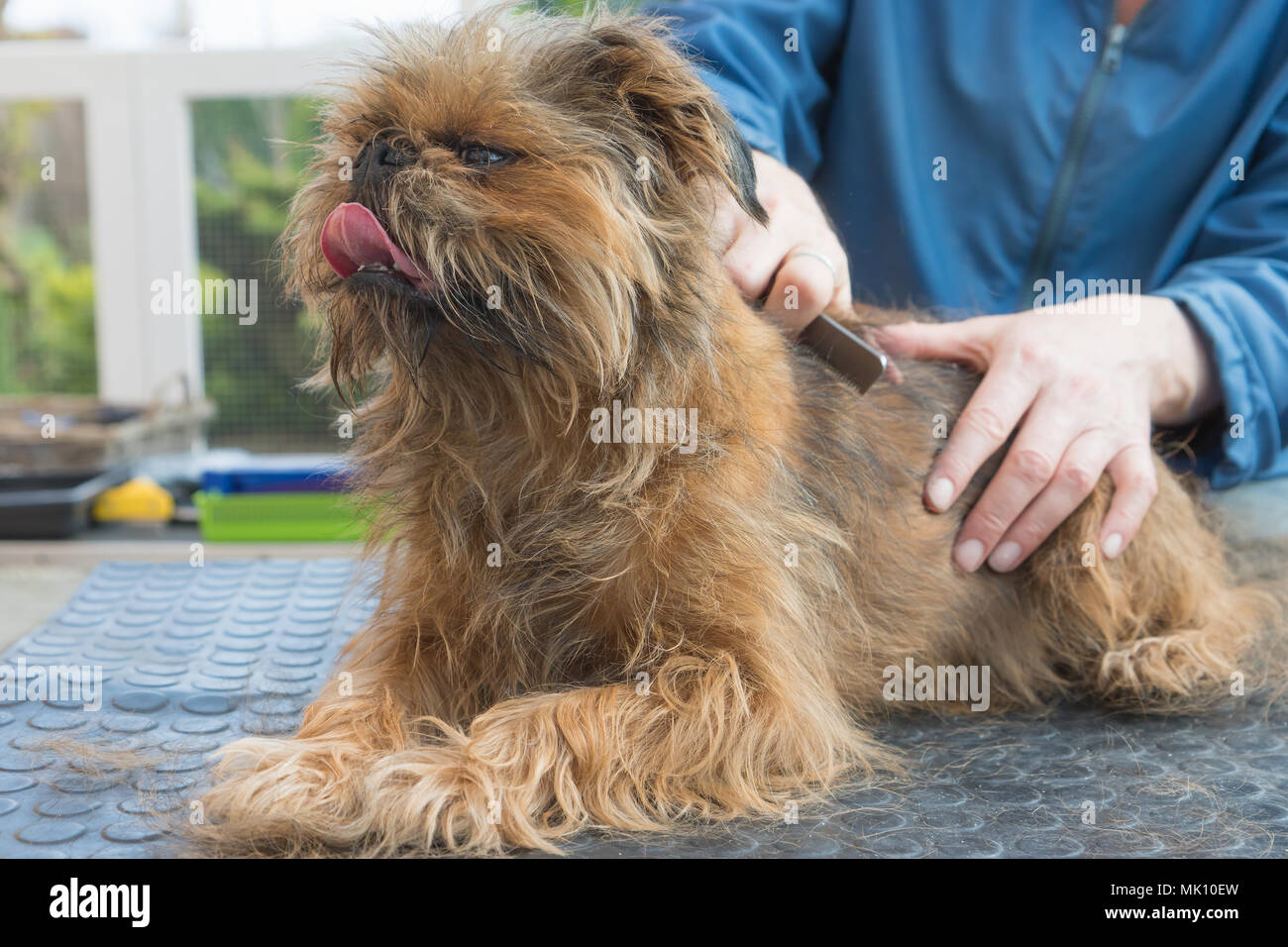 Trimmen der Rückseite des Belgischen Griffon Hund. Der Hund mit Zunge