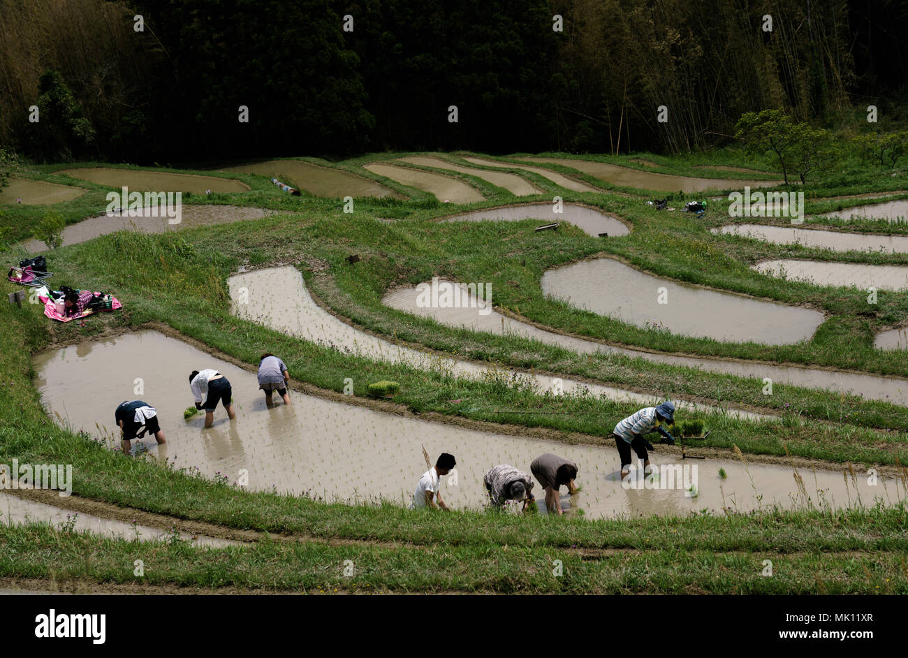 Reisfelder sind typische Merkmal der Reisanbau in Südostasien. In steilen Hängen als Terrassen sie intensive Arbeit und Bewässerung. Stockfoto