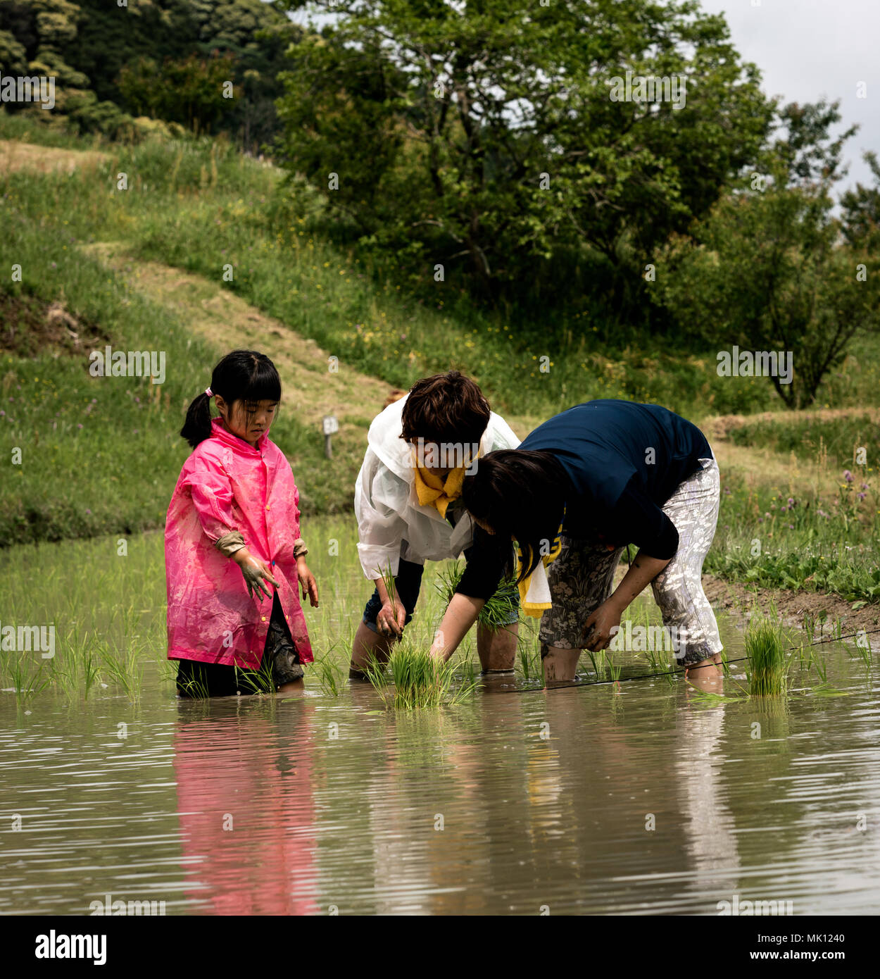 Terrassierten Reisfeldern von Oyama Senmaida sind Dank 'Besitzer', in dem die Stadtbewohner kleinen Grundstück zu Pflanzen und Ernten eigenen Reis verabschieden beibehalten Stockfoto