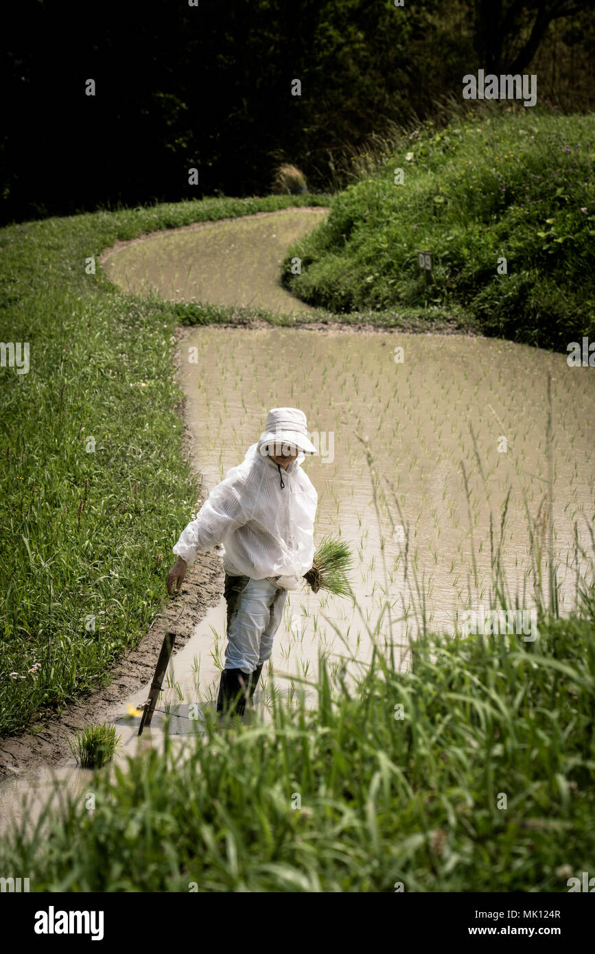 Terrassierten Reisfeldern von Oyama Senmaida sind Dank 'Besitzer', in dem die Stadtbewohner kleinen Grundstück zu Pflanzen und Ernten eigenen Reis verabschieden beibehalten Stockfoto