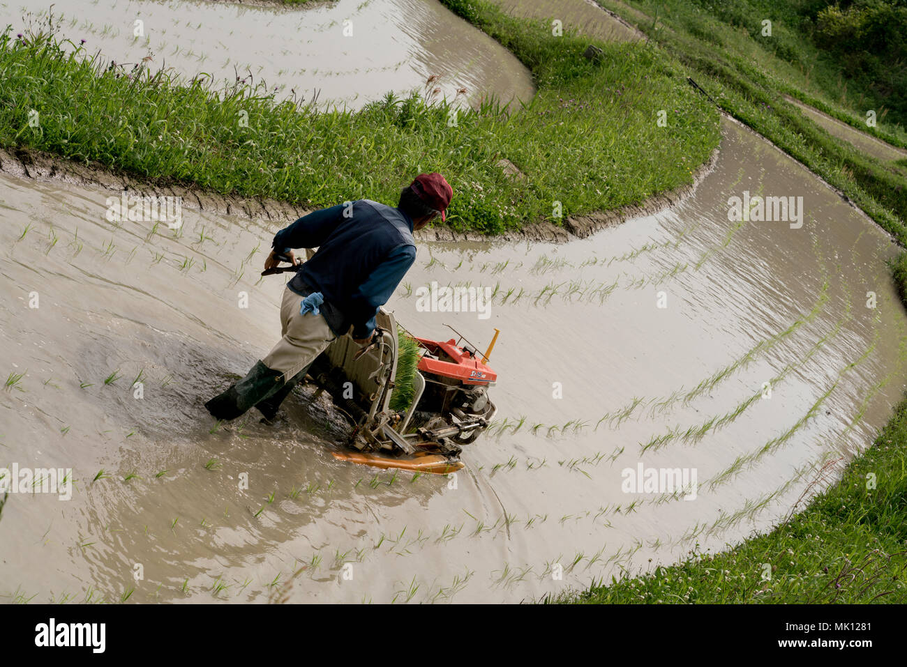 Reisanbau auf traditionellen terrassierten Reisfeldern. Da der Zugang schwierig ist, die meisten Arbeitskräfte erfolgt manuell. Dieser Bauer ist in der Lage, eine einfache Pflanzmaschine zu verwenden. Stockfoto
