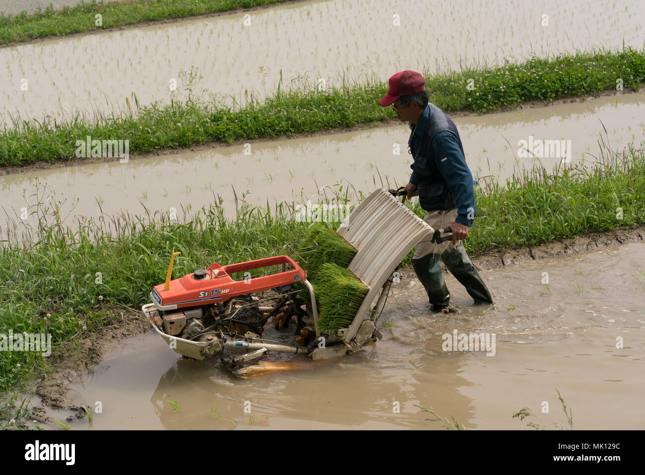 Reisanbau auf traditionellen terrassierten Reisfeldern. Da der Zugang schwierig ist, die meisten Arbeitskräfte erfolgt manuell. Dieser Bauer ist in der Lage, eine einfache Pflanzmaschine zu verwenden. Stockfoto