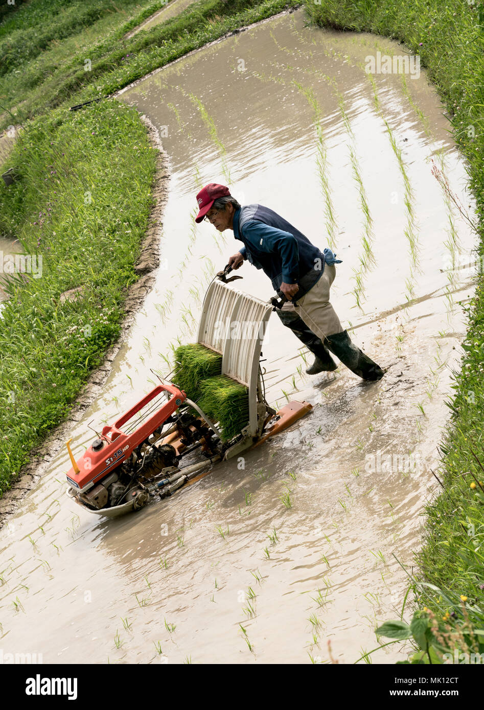 Reisanbau auf traditionellen terrassierten Reisfeldern. Da der Zugang schwierig ist, die meisten Arbeitskräfte erfolgt manuell. Dieser Bauer ist in der Lage, eine einfache Pflanzmaschine zu verwenden. Stockfoto