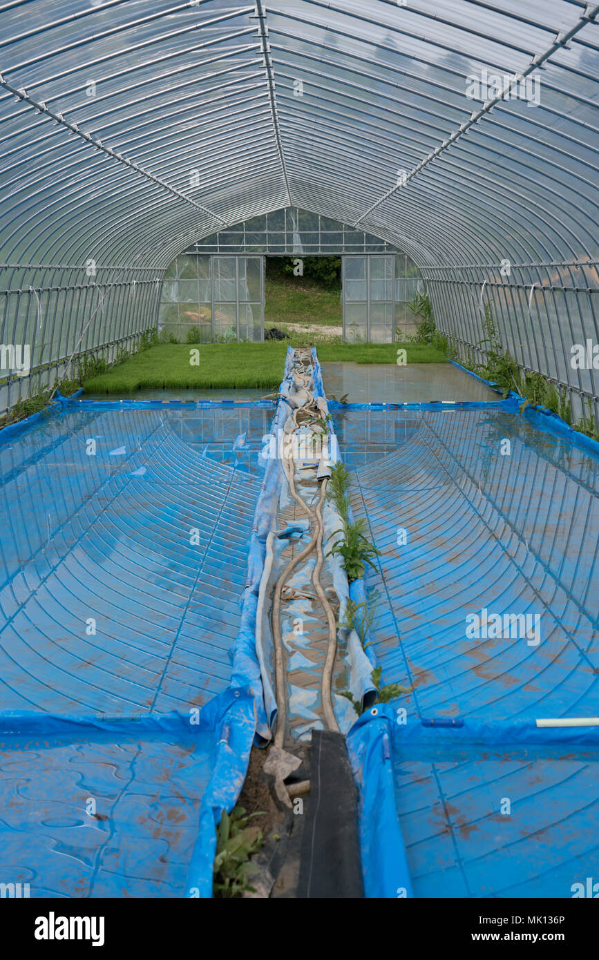 In einem Glashaus genährt, reispflänzchen Erreichen ausreichender Höhe für Pflanzen bei 15 Tagen. Sämling Matten sind dann aufgehoben und zu den wichtigsten Feld transportiert. Stockfoto