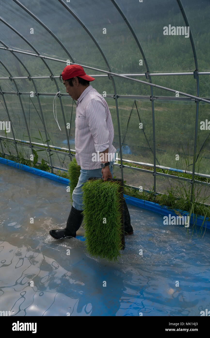 Reisanbau auf traditionellen terrassierten Reisfeldern. Da der Zugang schwierig ist, die meisten Arbeitskräfte erfolgt manuell. Dieser Bauer ist in der Lage, eine einfache Pflanzmaschine zu verwenden. Stockfoto