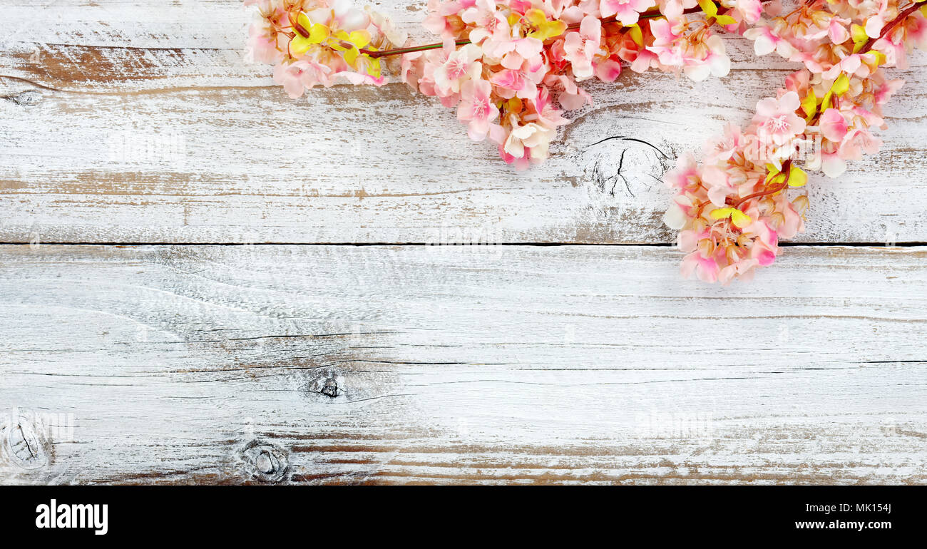 Ansicht von oben von Cherry Blossom Blumen in der rechten oberen Ecke auf Weiß vintage Holz für Frühling Konzept Stockfoto